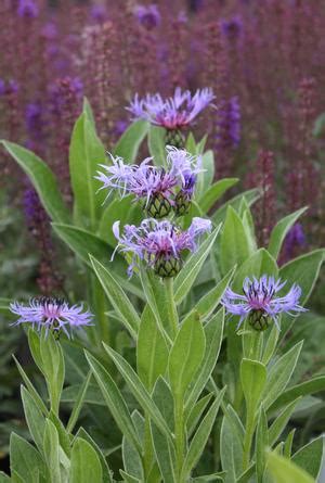 Centaurea montana 'Blue' Mountain Bluet from Hoffie Nursery