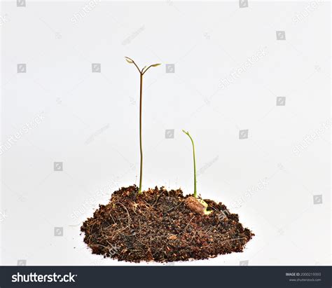 White Background Picture Rambutan Seedling Growth Stock Photo ...