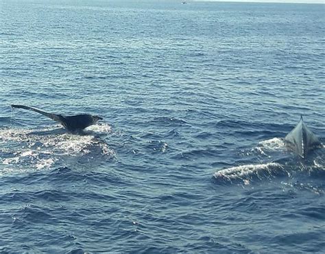 Whale Watching in the Pacific Coast - Gran Colombia Tours