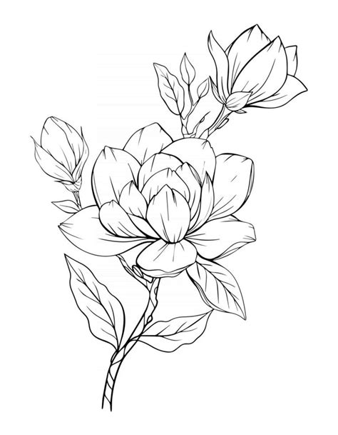 Magnolia Flower Outline Magnolia LIne Art Line Drawing 3325112 Vector ...