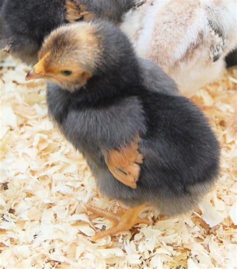 Vorwerk | Chickens | Breed Information | Beautiful chickens, Chicken breeds, Chickens