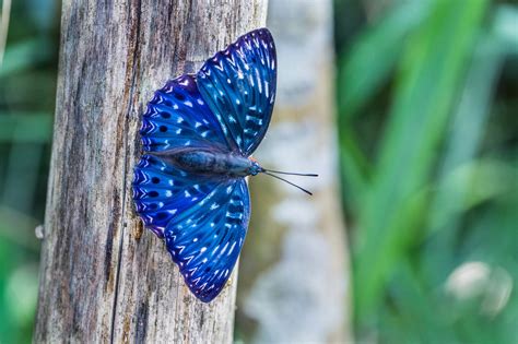 butterfly, Tree, Blue, Nature, Animals, Close up Wallpapers HD / Desktop and Mobile Backgrounds