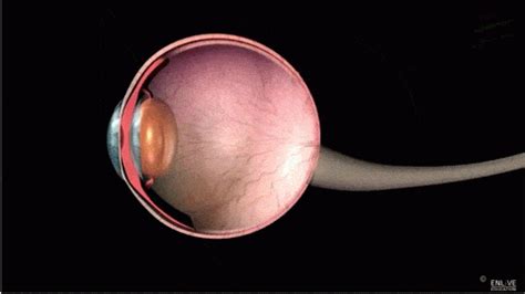 Structure and Working of Human Eye | Human eye, Human, Eyes