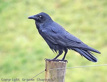 Forest Raven - Australian Birds - photographs by Graeme Chapman