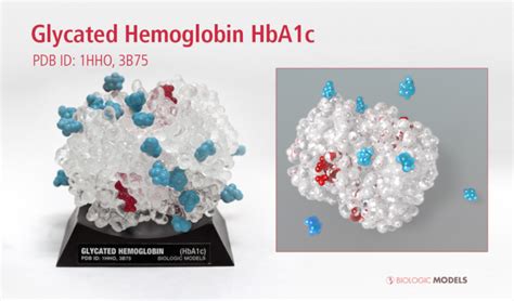 Glycated Hemoglobin HbA1c - Biologic Models