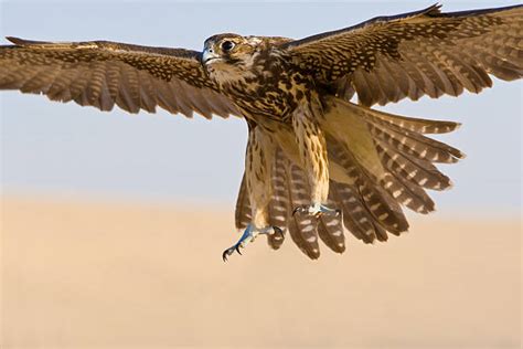 Falcon Landing Stock Photos, Pictures & Royalty-Free Images - iStock