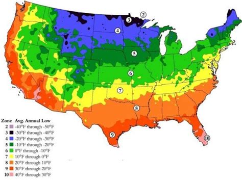 Here is the BEST Time to Plant Taro Konjac in Hardiness Zone 9 (2023 ...