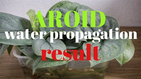 Aroid propagation in water result (1/2) - YouTube