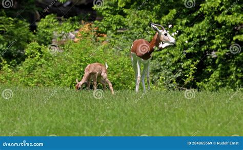 Dama Gazelle Baby. Gazella Dama Mhorr or Mhorr Gazelle is a Species of ...