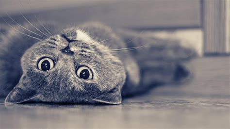 Vintage Cute Cat | Grey cat wallpaper, Grey cats, Pets cats