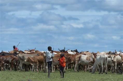 Masai herding cattle editorial stock image. Image of nomads - 23857564