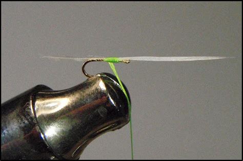 Dry Fly 'Expert': Aphid Anatomy