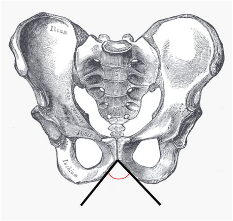 Subpubic Angle, Male - Pelvis Sub Pubic Angle, HD Png Download ...