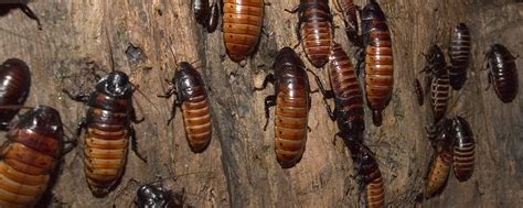 Madagascar Hissing Cockroach | Lincoln Park Zoo