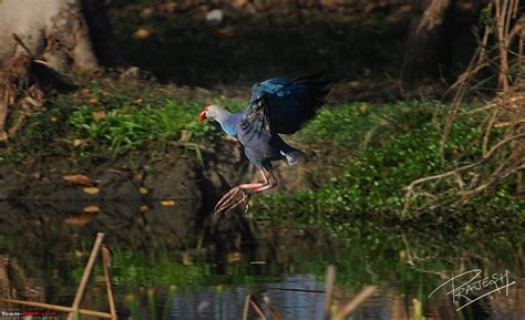 Visit to Okhla Bird Sanctuary, New Delhi - Team-BHP