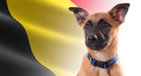 Belgian Dog Breeds - Seven Amazing Pups That Come From Belgium