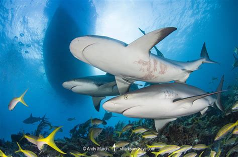 Caribbean Reef Shark 252 | Sharks and Rays