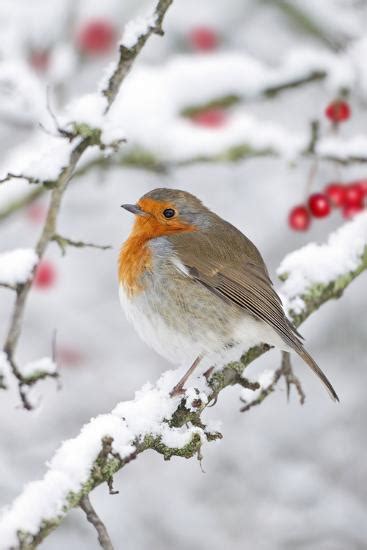 'European Robin in Winter on Snowy Branch' Photographic Print ...