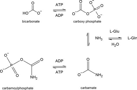 Reaction scheme of the synthesis of carbamoylphosphate by E. coli... | Download Scientific Diagram