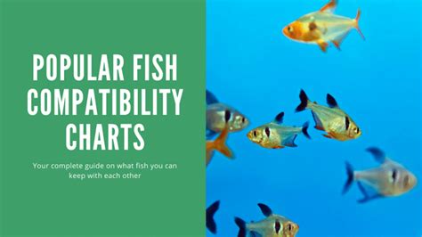 Popular Freshwater Fish Compatibility Chart - A Complete List - AquariumStoreDepot