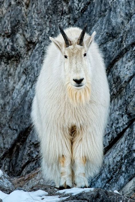 Alberta Wildlife by Roy Berger, via Behance | Wild animals pictures, Mountain goat, Animals