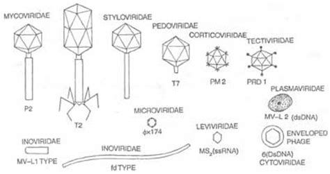 Study Biotechnology: Bacteriophage's Morphology