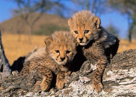 Edge Of The Plank: Cute Animals: Baby Cheetah Cubs