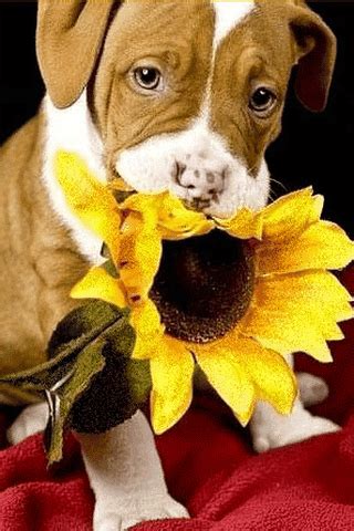 Funny Dog Pictures, Cute Love Pictures, Cute Animal Photos, Cute Animal ...