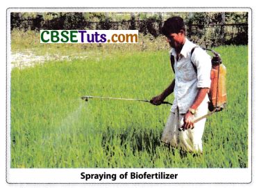 Biofertilizers - Types, Advantages & Applications in Agriculture - CBSE Tuts