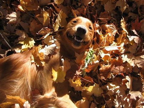 Dogs & Autumn leaves | Dog love, Dogs, Happy animals