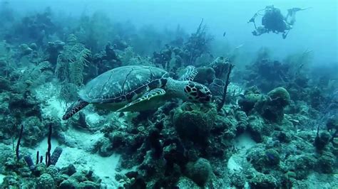 Belize Reef Diving - YouTube