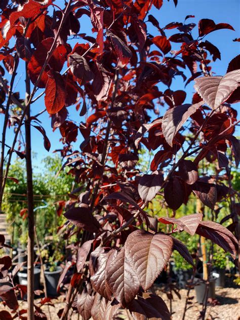 PURPLE LEAF PLUM (Prunus ceracifera 'Krauter Vesuvius') - Treeland ...