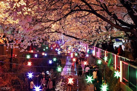 Jinhae Cherry Blossom Festival Tour from Busan, Korea