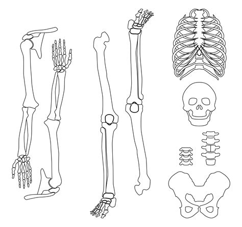 Printable Skeleton Template Cut Out Clipart Best | Images and Photos finder