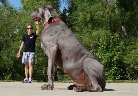 Strongest Dog In The World Russian