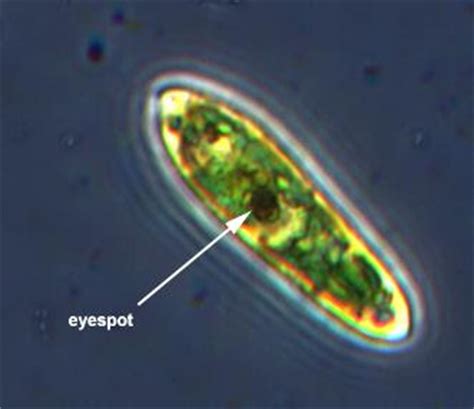 Eyespot Apparatus