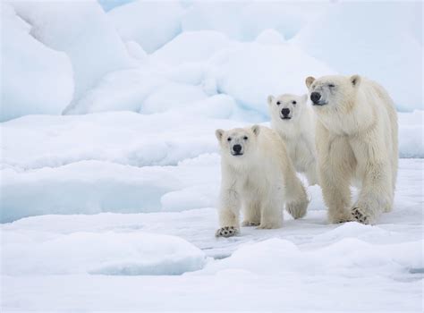 Polar Bears: Species Facts, Info & More | WWF.CA