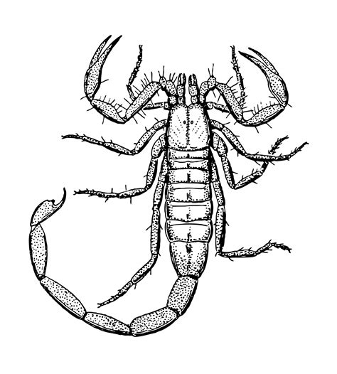 Scorpion Clipart Illustration Free Stock Photo - Public Domain Pictures