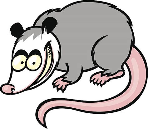 Possum Clipart & Possum Clip Art Images - HDClipartAll