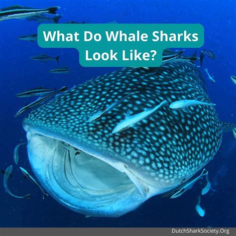 Whale Shark Facts And Info - Dutch Shark Society