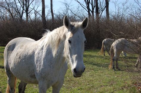 The Appaloosa: Coat Patterns, History, and Breeding, with Photos | hubpages