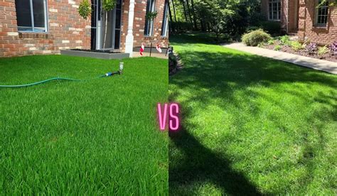 Perennial Ryegrass vs Tall Fescue: Use This One in Your Lawn