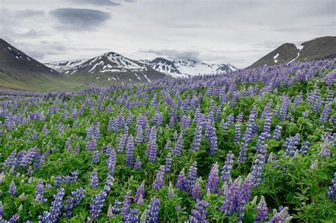 Area Guides - Iceland In 8 Days