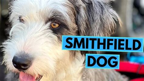 Smithfield Dog - TOP 10 Interesting Facts - YouTube