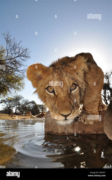 African lion cubs Stock Photo - Alamy