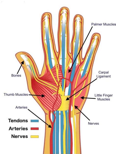 upper enters hand via carpal tunnel ir Anatomy Of The Hand Nerves para anatomical course fig of ...