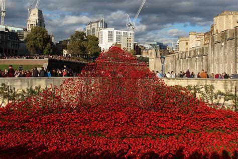 Poppies at the Tower of London - Beautiful England Photos