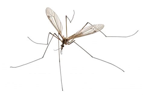 Crane Fly (Mosquito Hawk, Mosquito Eater) Identification Guide