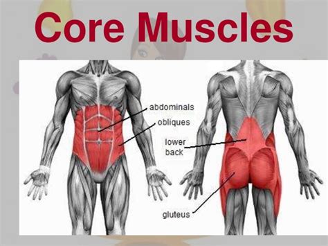 Importance of the core muscles | Physio Fitness