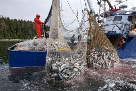 Why are Alaskan fishers allowed to catch B.C.-bound salmon? - Victoria ...